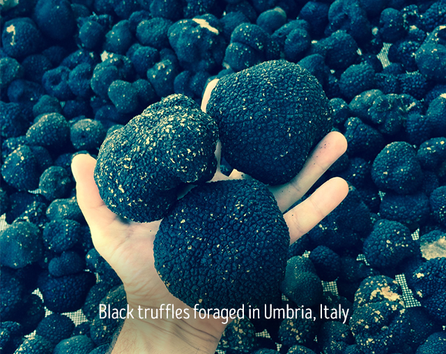 black truffles foraged in Umbria, Italy