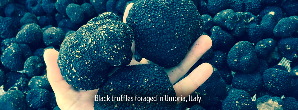 black truffles foraged in Umbria, Italy.