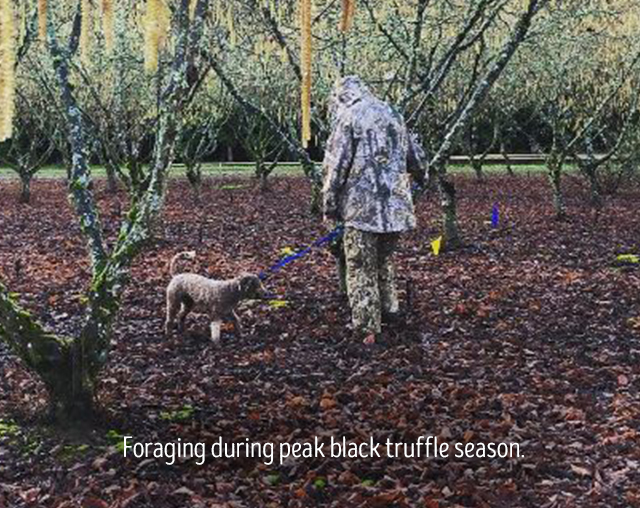 foraging during peak black truffle season