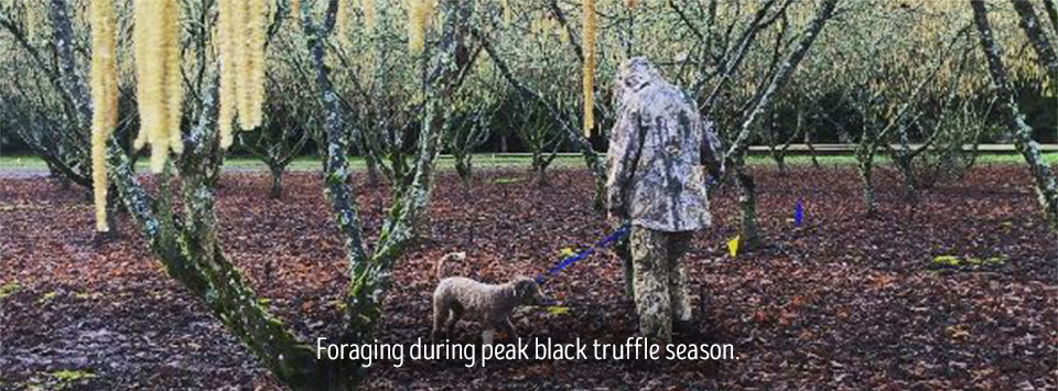 foraging during peak black truffle season.