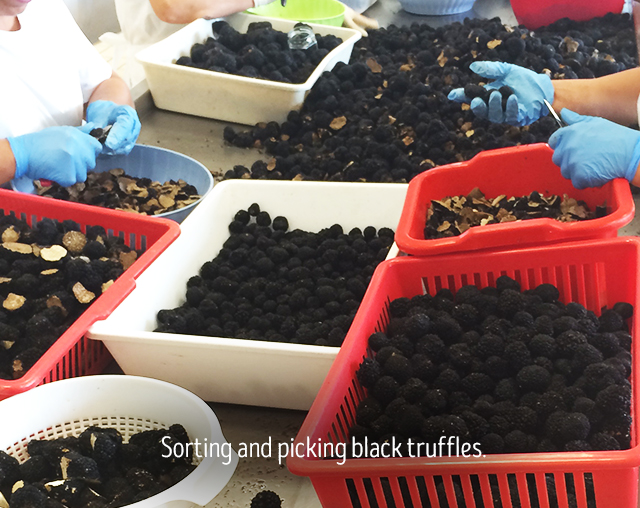 sorting and picking black truffles