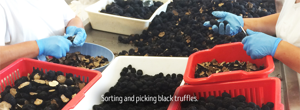 sorting and picking black truffles.