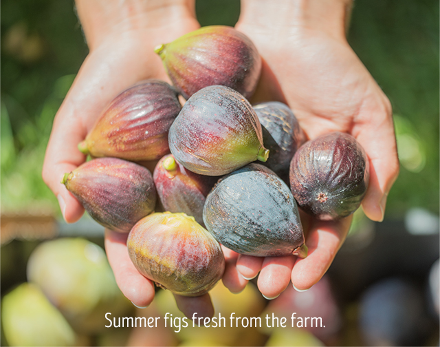 summer figs fresh from the farm.