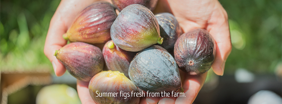 summer figs fresh from the farm.