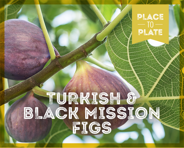 turkish & black mission figs