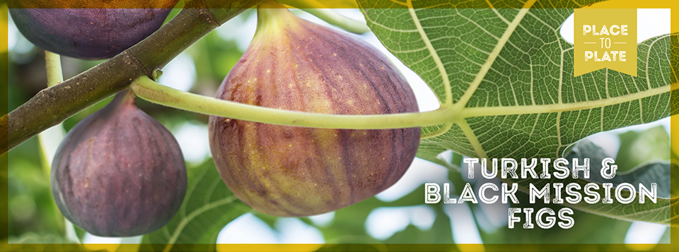 turkish & black mission figs