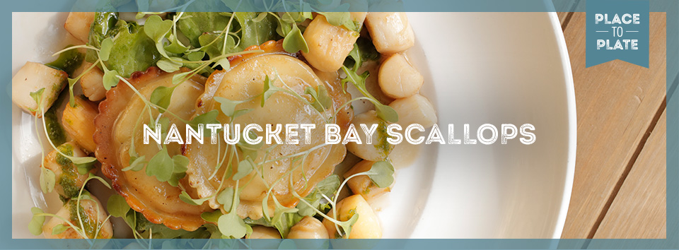 Nantucket Bay Scallops with Meyer lemon & ricotta ravioli, brown butter, and micro-arugula