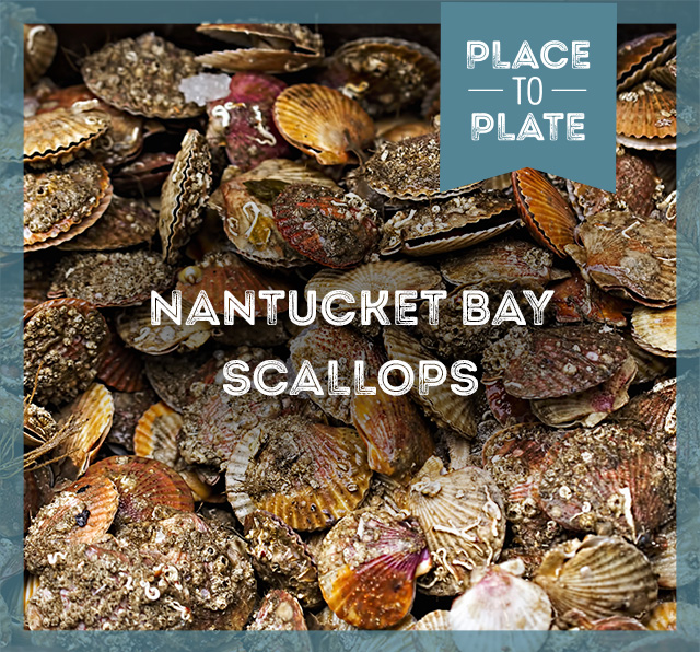 Fresh Nantucket Bay Scallops in the shell