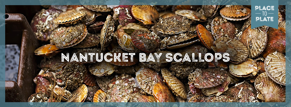 Fresh Nantucket Bay Scallops in the shell