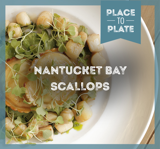 Nantucket Bay Scallops with Meyer lemon & ricotta ravioli, brown butter, and micro-arugula