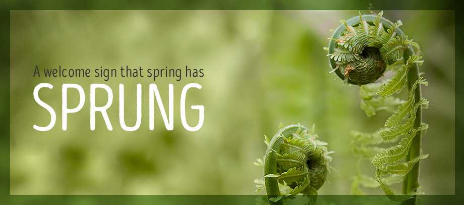 Fiddlehead Ferns - A welcome sign that spring has sprung.