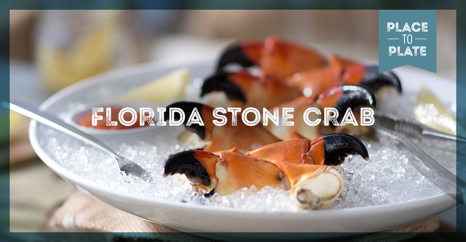Florida Stone Crab