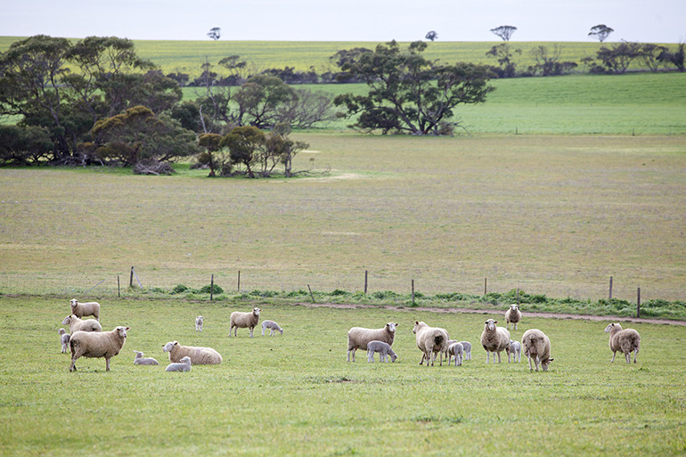 Southern Australia sheep grassing in a grassy field