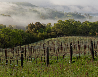 California Russian River Valley wineries
