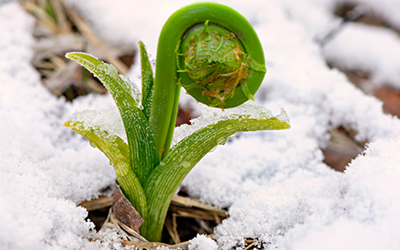 Fiddlehead Ferns