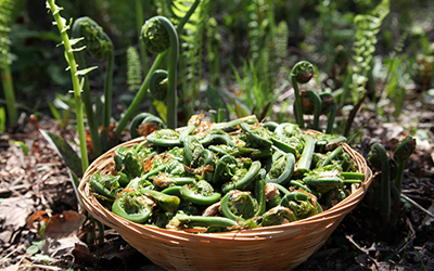 Fiddleheads are best picked from late April to early June