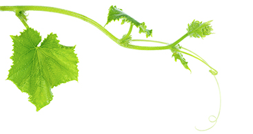 wine vine