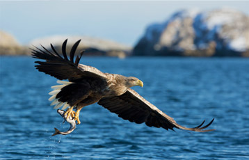 Bristol Bay