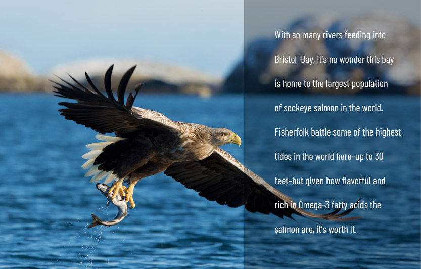 Bristol Bay
